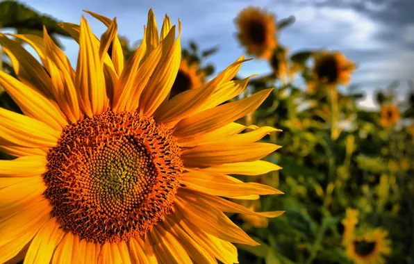 Field, sunflowers, nature, petals