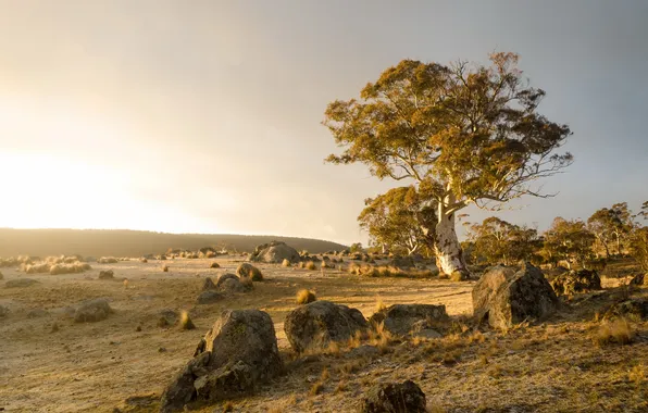 Field, trees, stones