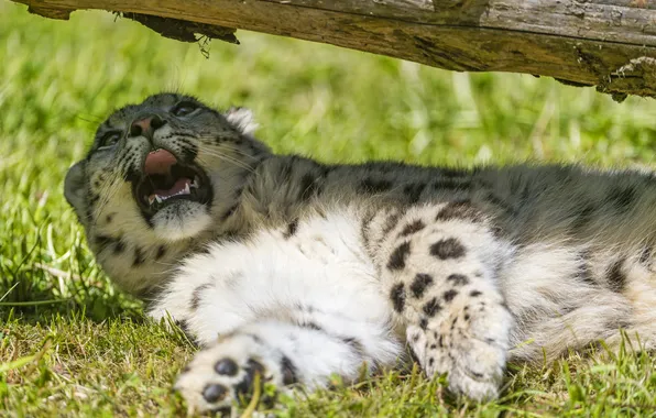 Picture cat, grass, the sun, shadow, IRBIS, snow leopard, log, ©Tambako The Jaguar