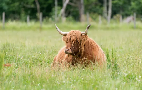 Picture summer, grass, face, nature, background, stay, glade, cows