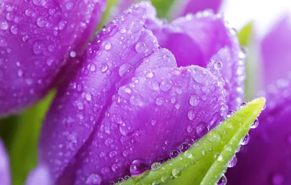 Picture macro, flowers, tulips, water drops
