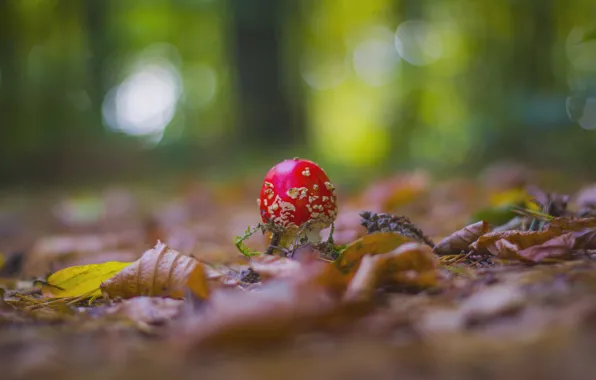 Picture nature, mushrooms, blur, mushroom, bokeh