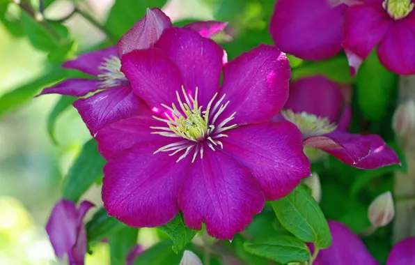 Flower, background, clematis