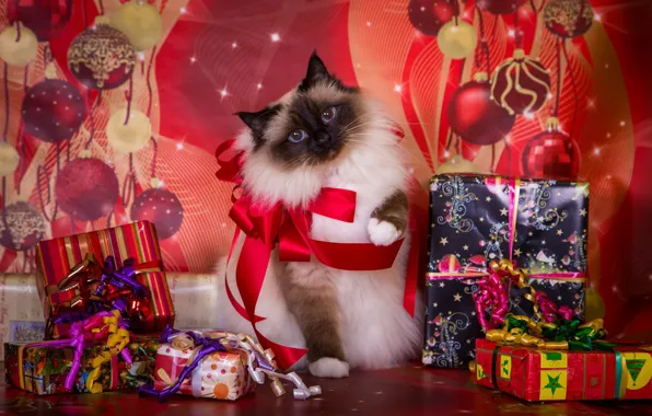 Cat, background, holiday, new year, Christmas, gifts, bows, box