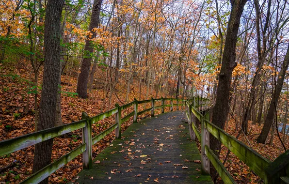 Road, autumn, forest, trees, branches, Park, trunks, foliage