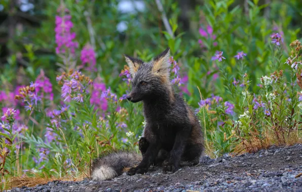 Picture grass, flowers, nature, animal, Fox