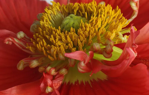 Flower, Mac, petals