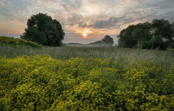 Grass, trees, landscape, flowers, nature, dawn, beauty, meadow