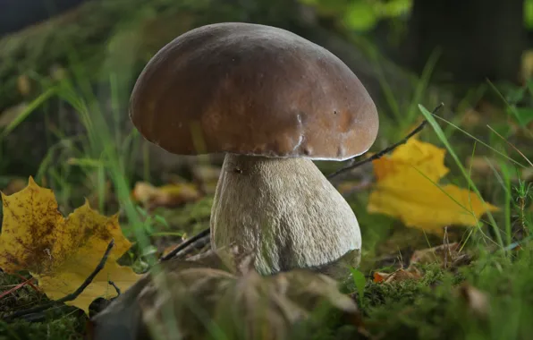 Picture autumn, grass, leaves, macro, nature, mushroom, maple, Borovik