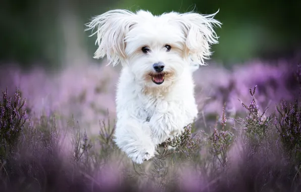 Dog, running, white, lapdog, Heather