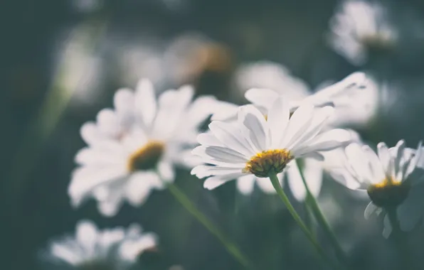 Flowers, the dark background, chamomile, blur, white, leucanthemum