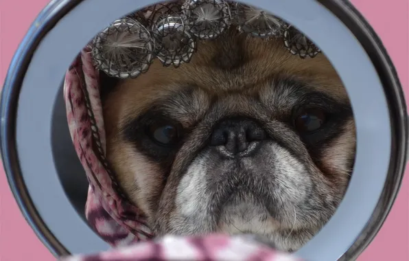 Look, pose, reflection, portrait, dog, mirror, outfit, pug