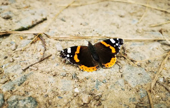 Microsemi, butterfly, wings, insect, beautiful, closeup