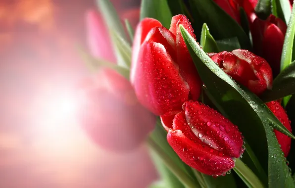 Picture leaves, flowers, tulips