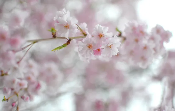 Flowers, spring, Sakura, branch