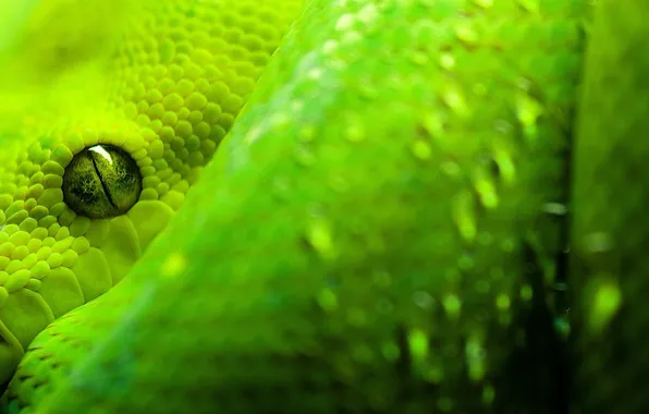 Picture green, Snake, Python