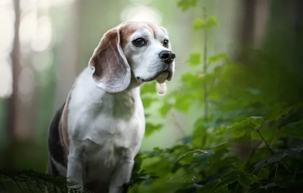 Picture greens, dog, bokeh, Beagle