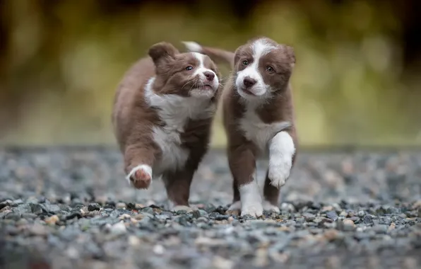 Two, running, puppy
