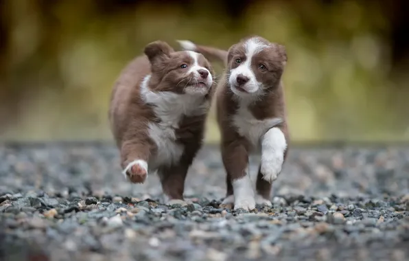 Picture running, two, puppy