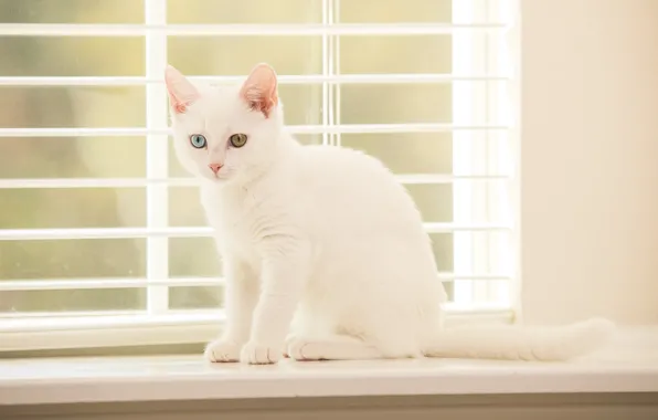 Picture eyes, window, kitty
