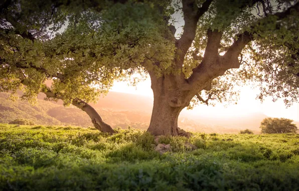 Grass, trees, dawn, slope, Kurdistan