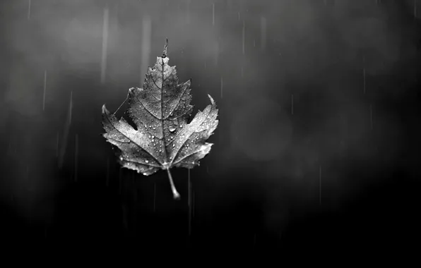 Picture autumn, glass, drops, sheet, rain, leaf, black and white, bokeh