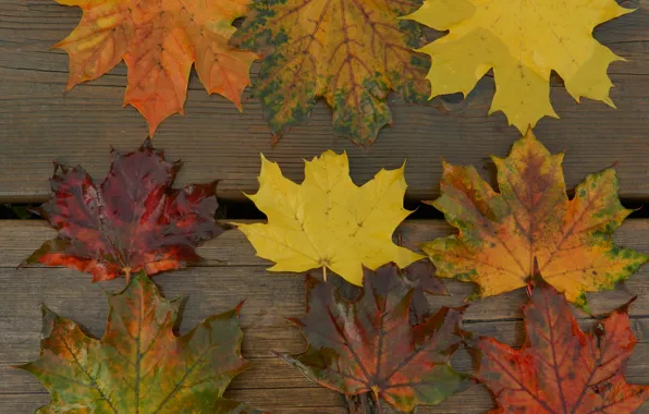 Picture autumn, leaves, macro, Board, maple