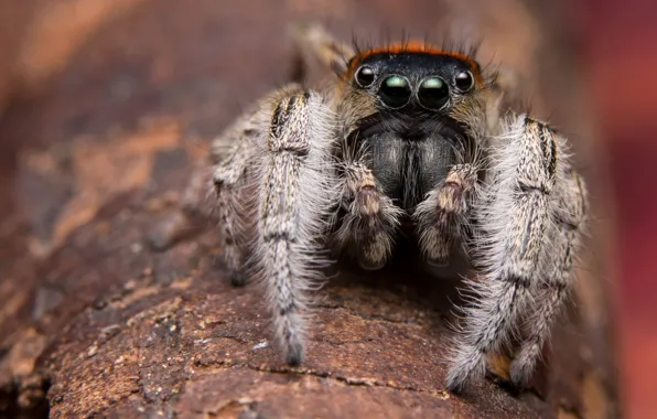 Look, macro, background, tree, black, spider, bark, brown