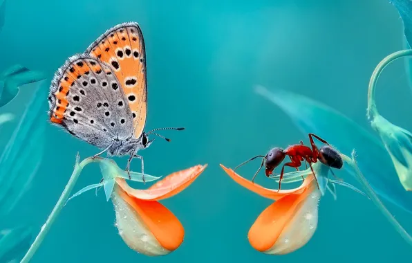Picture macro, flowers, butterfly, ants, insect, turquoise background