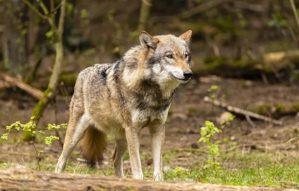 Nature, predator, animal, wolf, wildlife, portrait, portrait., Canis lupus. face