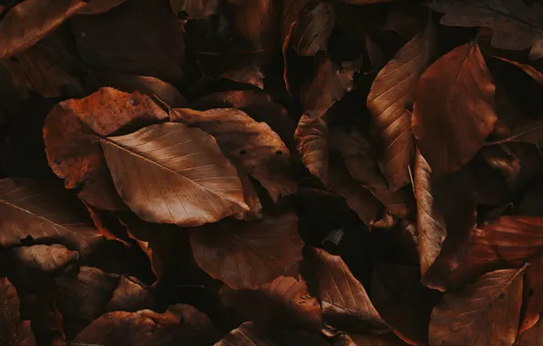 Picture autumn, leaves, foliage, dry, brown