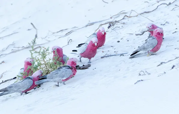 Sand, birds, branches, shore, pack, parrots, pink, a lot