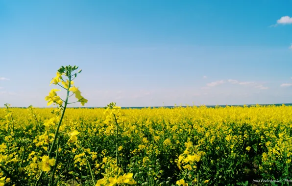 Color, nature, Ukraine