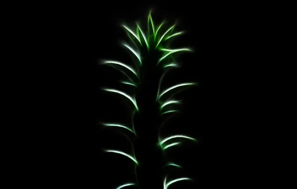 Plant, petals, green, black background