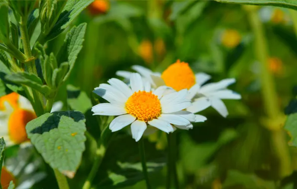 Nature, Spring, Daisy, Nature, Spring