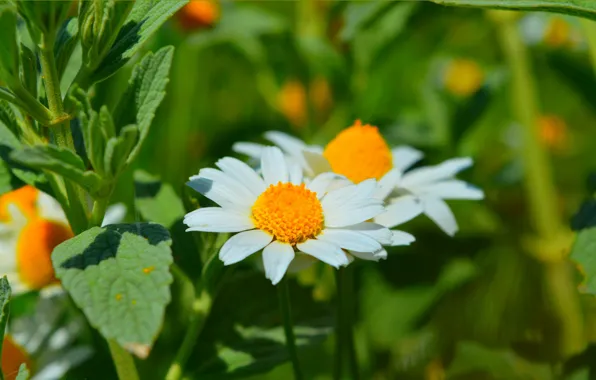 Picture Nature, Spring, Daisy, Nature, Spring