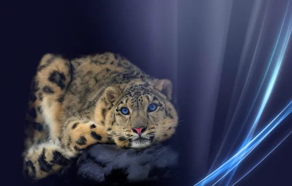 Collage, lies, snow leopard, looks