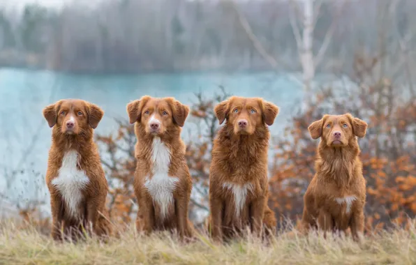 Picture autumn, dogs, grass, look, nature, shore, red, company