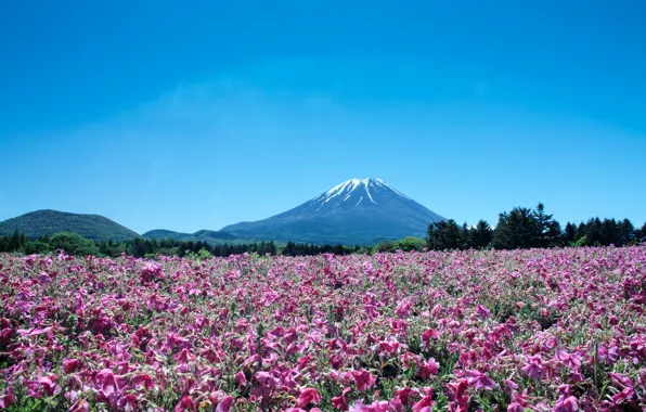 Landscape, flowers, mountain, the volcano, Japan, Fuji