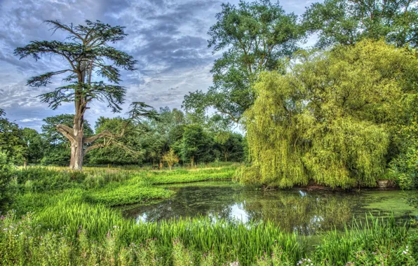 Greens, nature, spring
