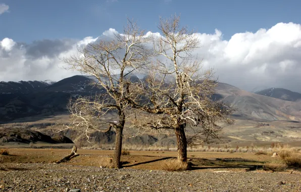 The sky, clouds, trees, landscape, mountains, nature, valley, Altay