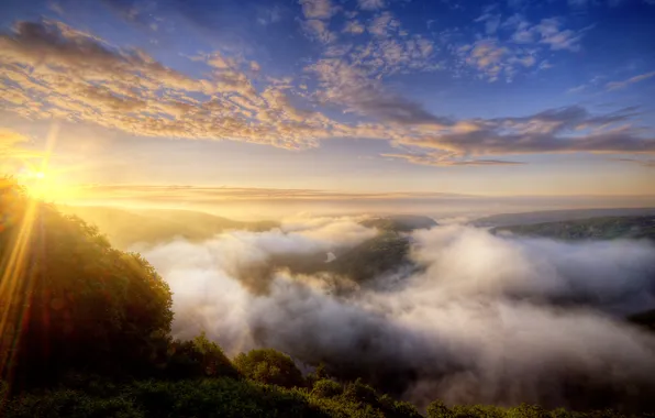 Forest, nature, fog, dawn, Germany