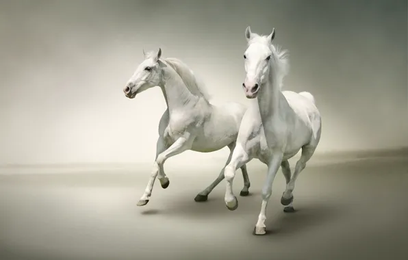 Picture two, horses, horse, pair, white, Duo, light background, two