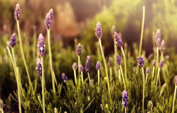 Grass, flowers, lavender