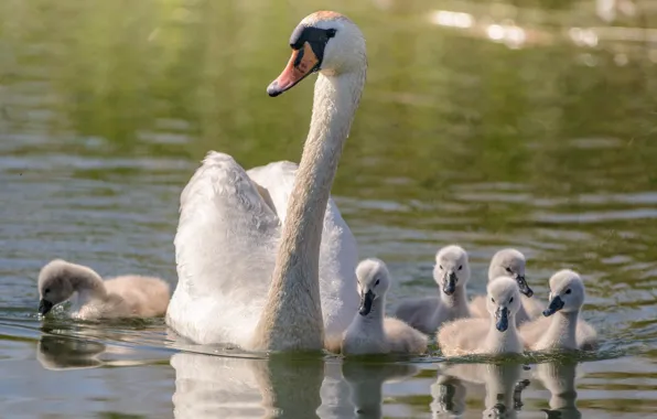Family, Swan, walk, mom, Chicks, pond