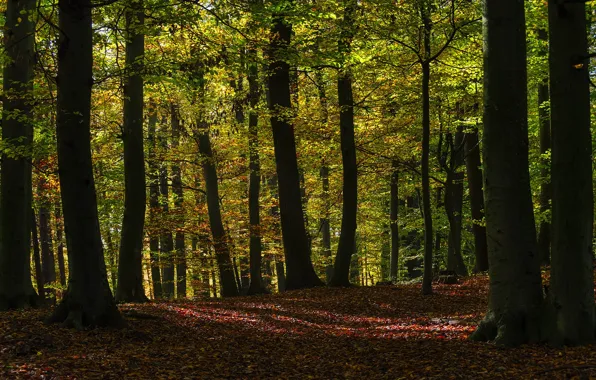 Autumn, forest, light, trees, branches, nature, trunks, foliage
