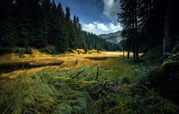 Picture autumn, forest, river