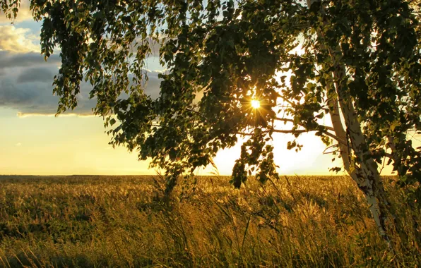 Field, the sun, mood, birch