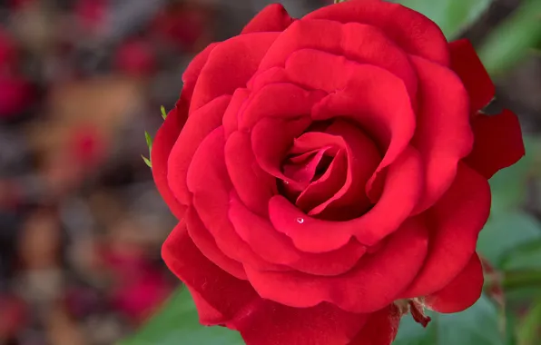 Macro, close-up, rose, petals, red, scarlet, bokeh