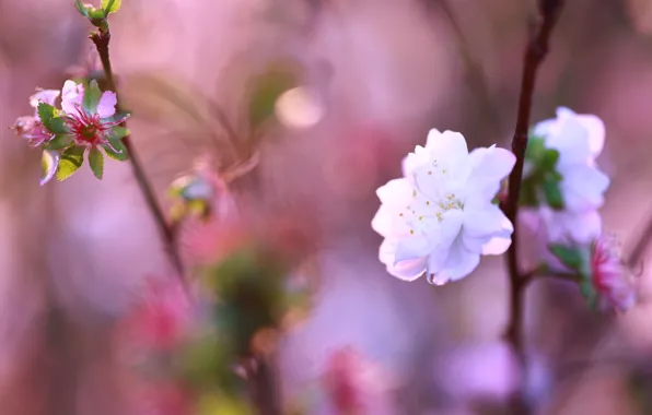 Flower, flowers, branches, cherry, background, spring, Sakura, flowering